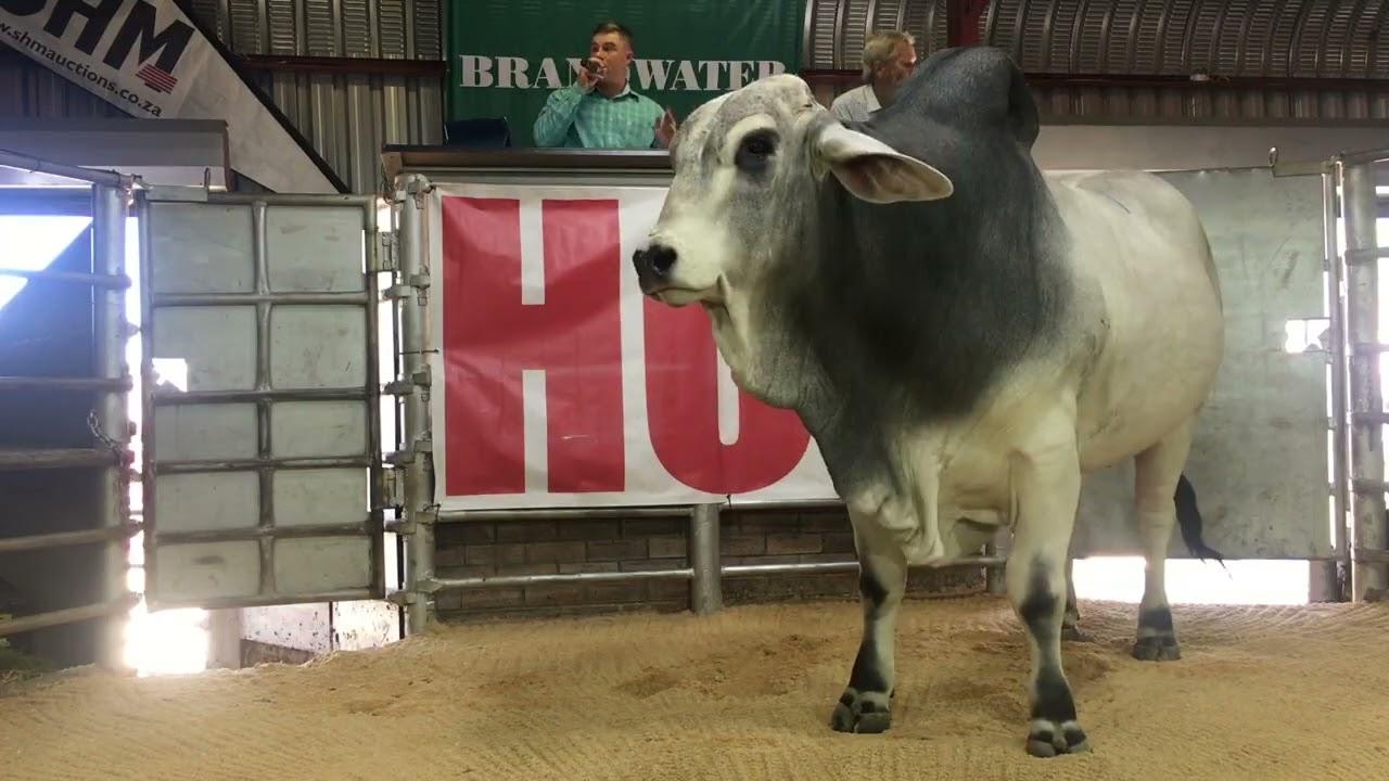 Brandwater Droughtmasters Auction live from Fouriesburg.