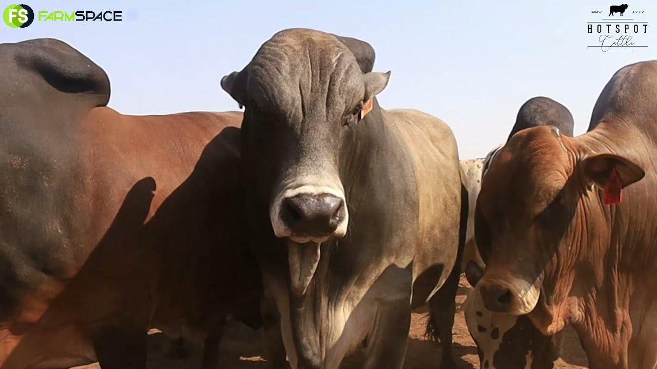 Hotspot se Stompie verduidelik sy bulle seleksie vir sy veiling.
