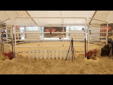 Rocky Droughtmasters Auction