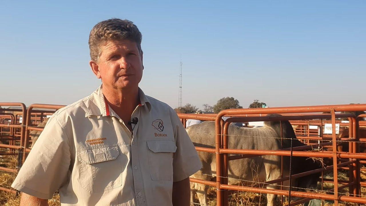Christopher Havenga takes us through the Hotspot Boran Auction 2021.