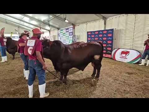 Santa Gertrudis SA Senior Bul en Groot Nasionale Kampioenskap regreeks vanaf Bloem Show 2024.