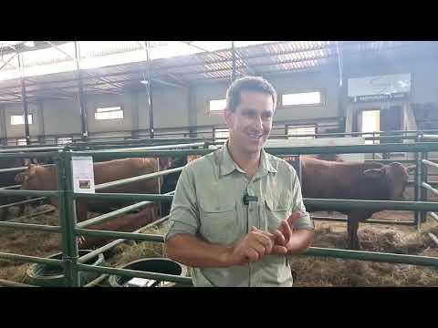 Droughtmaster Visie 2022