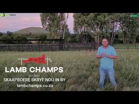 Aandag alle skaapboere, neem deel aan Lamb Champs 2023.