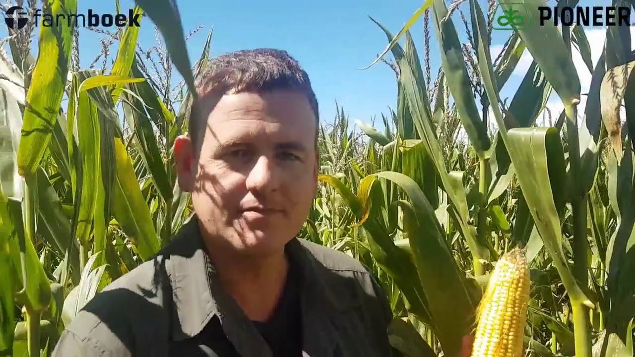 Precision Farmers Day 2019 - Pioneer Phb 33H54 as silage