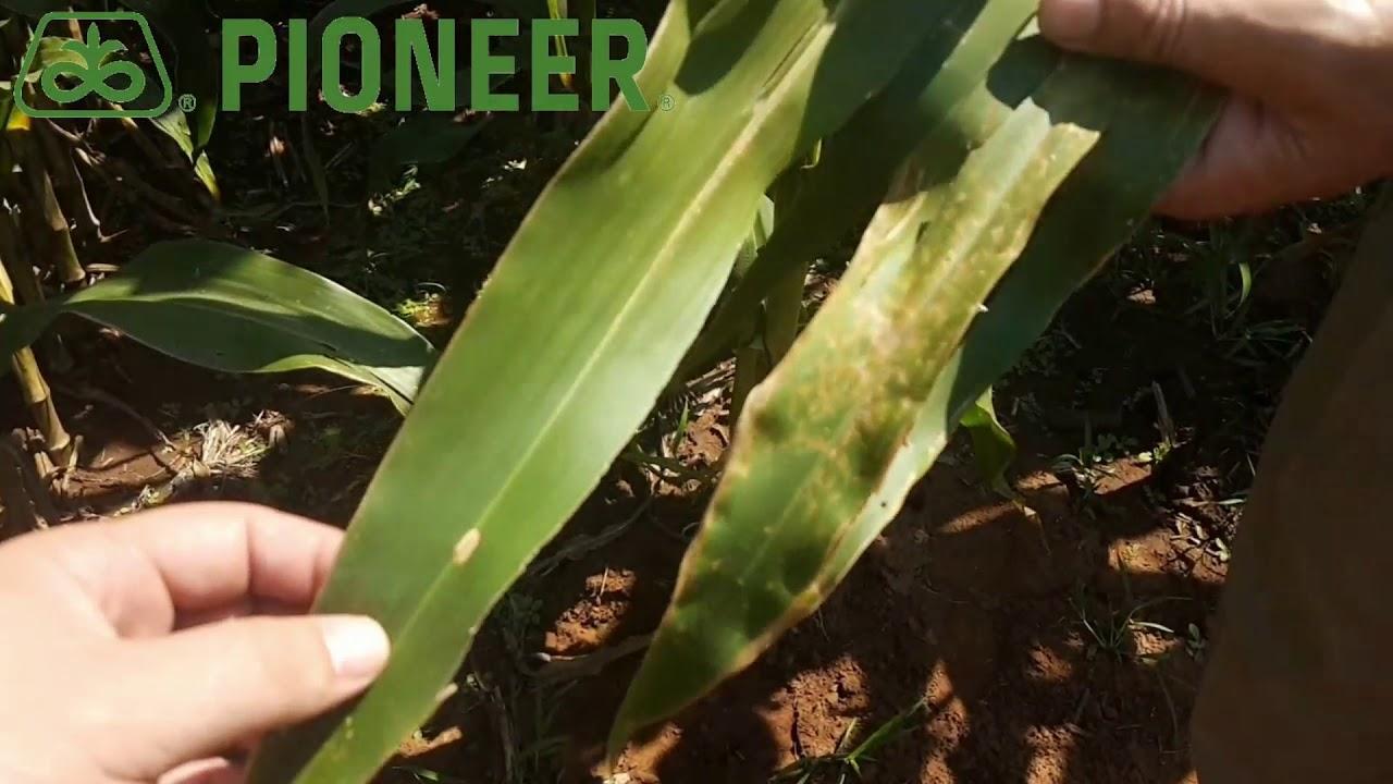 DuPont Pioneer P 2319 B Geelmielie op Ogies