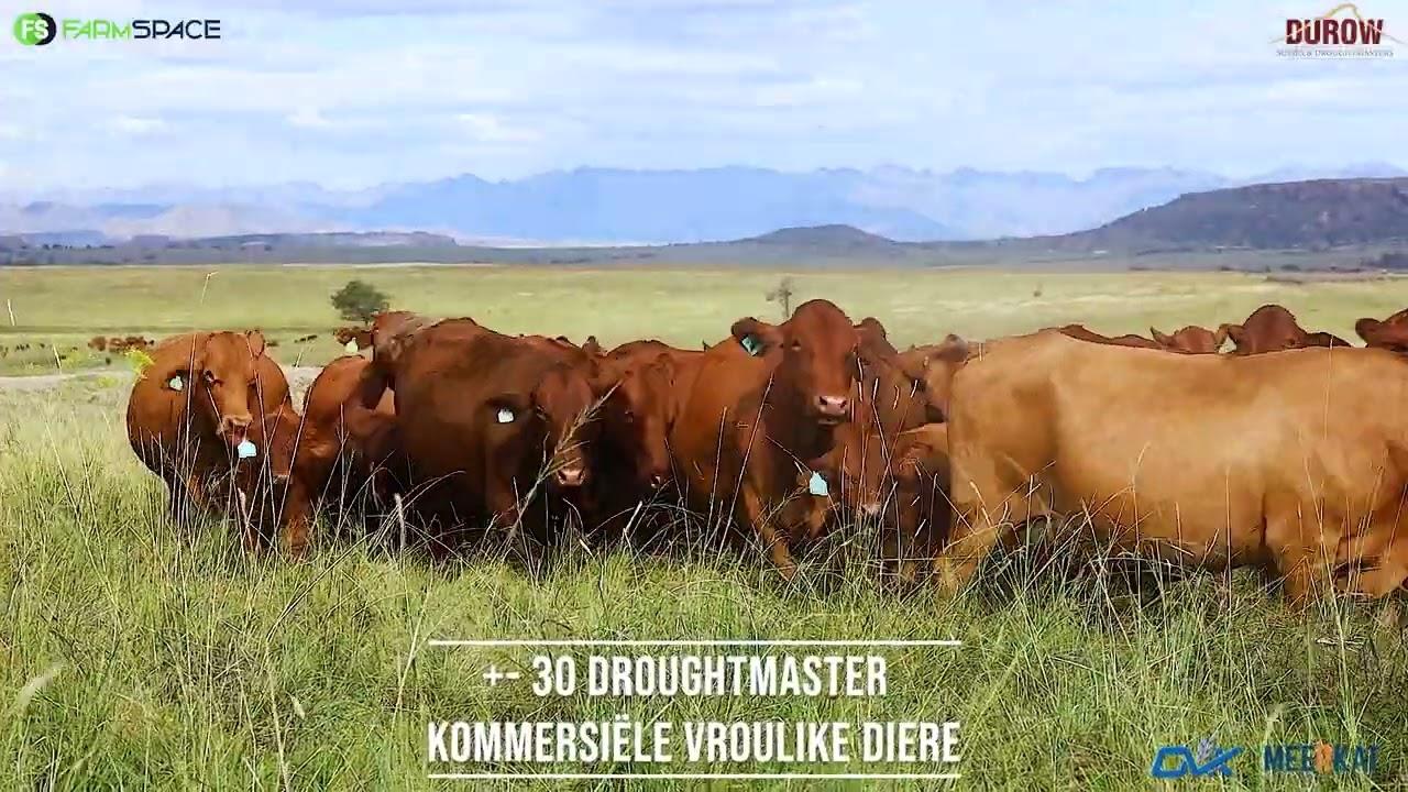Durow Sussex and Droughtmaster bied met trots aan hul produksie veiling op 21 Augustus 2024!