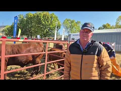 Ons loop saam met Marius Barkhuizen deur die Brandwater Boerdery se Droughtmaster veiling lotte.