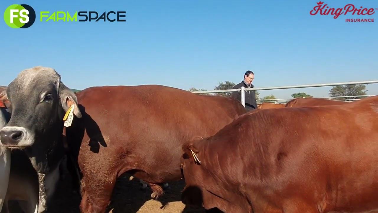 Die UP Feedlot Challenge 2021 saam met Dr Andy Hensen en Michelle Venter.