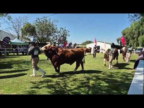 Simmentaler Cattle South Africa se junior en opperste kampioenskappe regreeks vanaf Bloem Show 2024.
