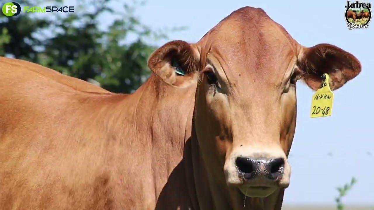 18 Februarie gaan die pragtige Jabea Boran dames onder die hammer val.