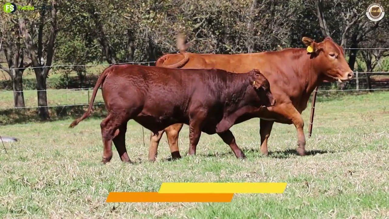 Lot 77 | GRB 19-0008 - magnificent cow and calf for sale at the Grassfields Beef auction.