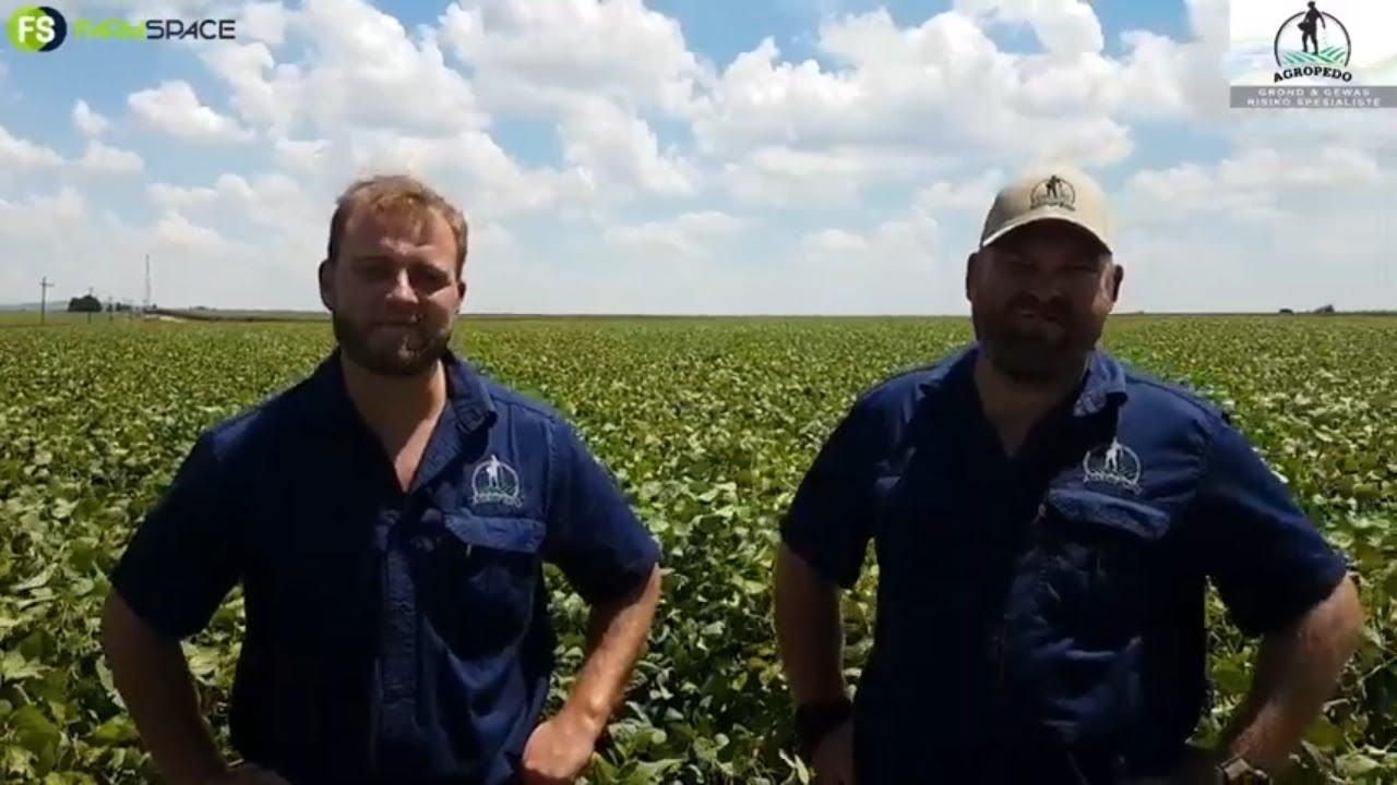 Modderbult Sojaboon Boeredag 2021 - Agropedo oor Soja Groeistadiums