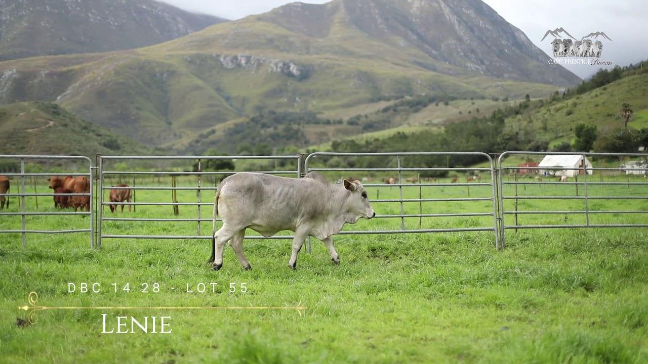 Prestige National Boran Auction Lot 55 - DBC 18 16 - Lenie