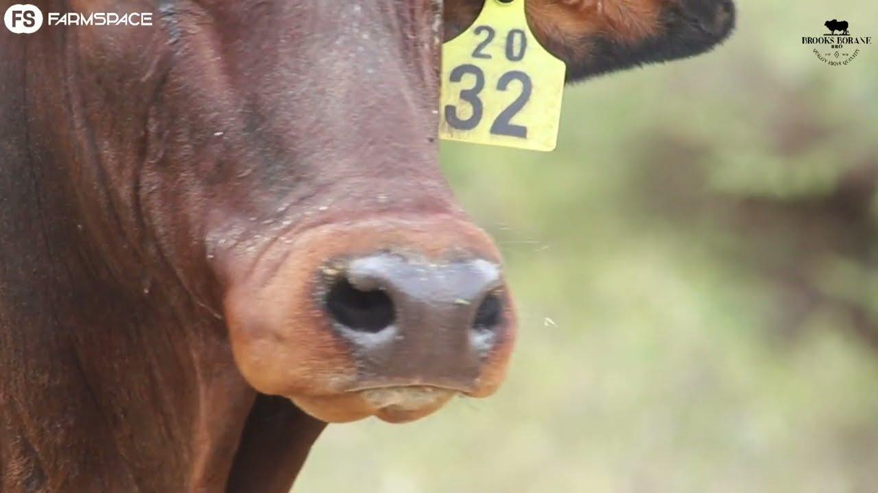 Brooks Borane proudly presents Lot 12 BRO 20 32 at the 2022 Boran National Auction.