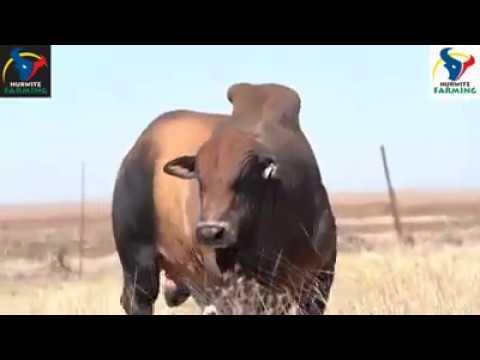 Hurwitz Farming Bull and Breeding Stock Sale