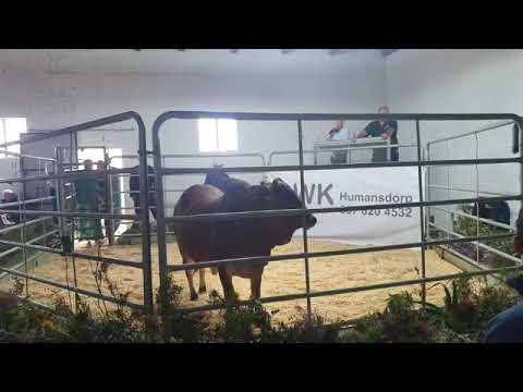 Cape Prestige Boran Auction 2020 from Mosselbay