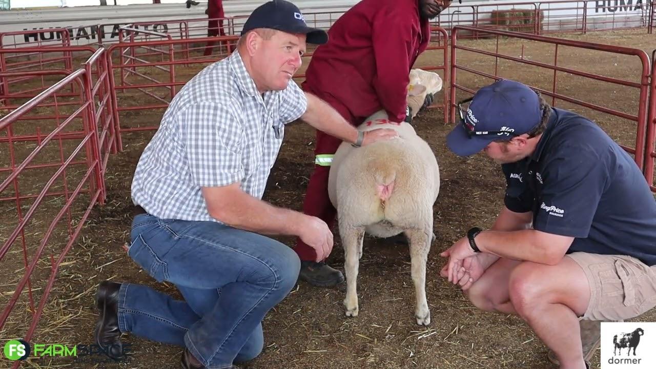 Frans Hugo en Tinus Havinga gesels oor die ooi se voorplantingsorgane.