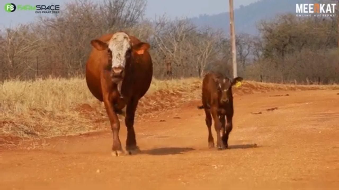 Lot 10 | LEB 20-49 | Doug Reed and Seun at the Nguni Regainer Auction on 12 October 2023