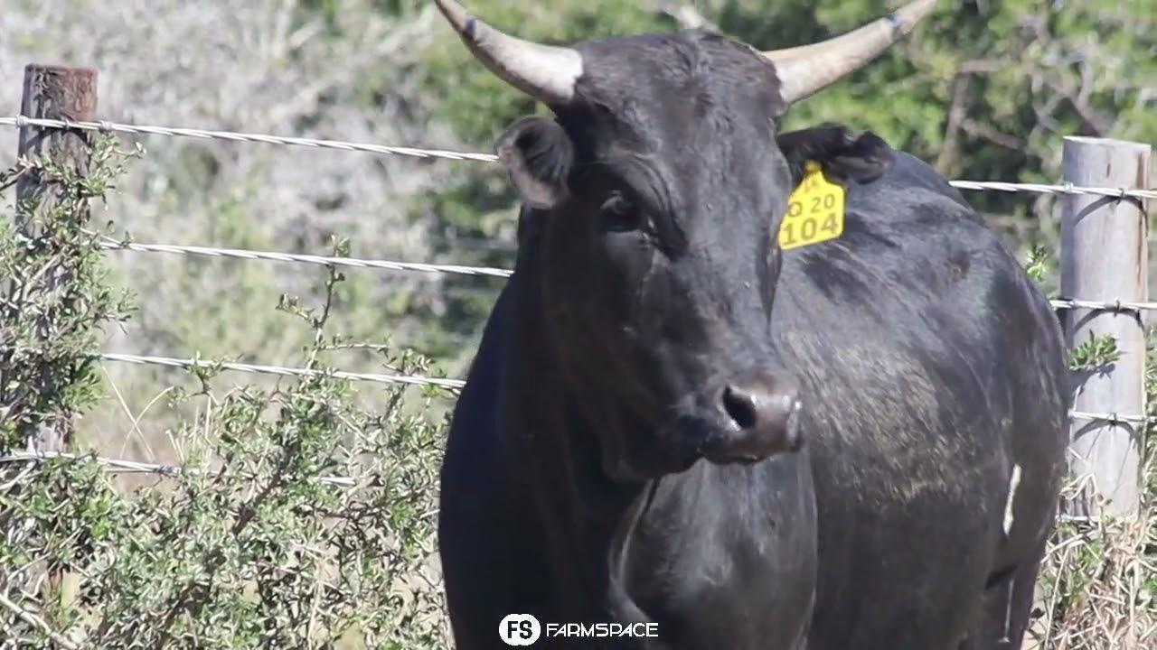 Qhina Nguni's present Lot 45 - Q 20-104 at the Nguni Regainer Group Auction, 13 October.