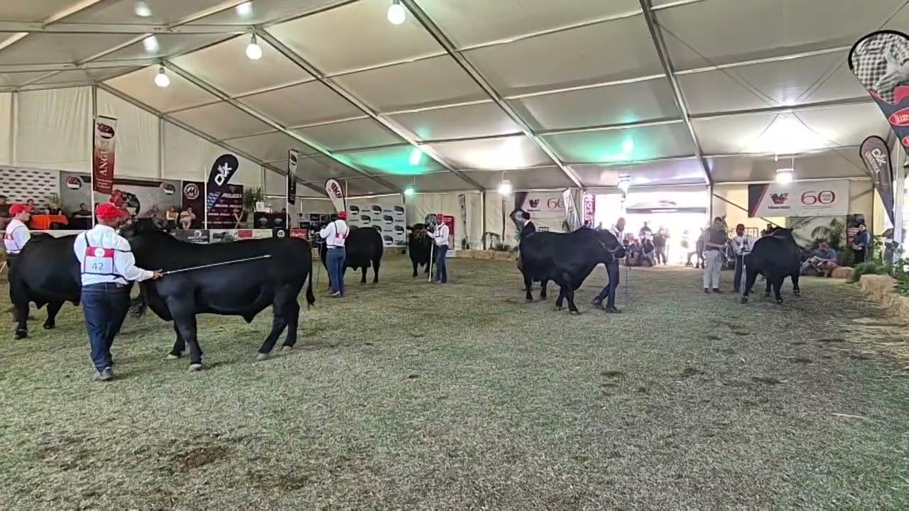 Angus South Africa Senior Bul Nasionale Kampioenskap regstreeks hier op Bloem Show 2024.