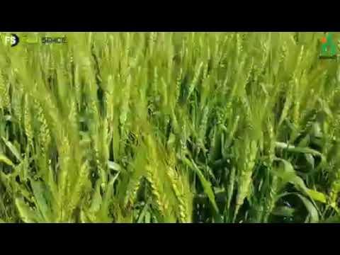 Sensako Besproeiingskoring - SST 806