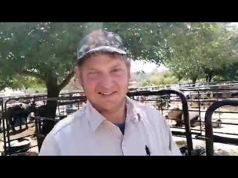 Nguni cattle at Leopards and Lace