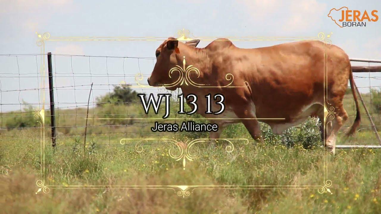 Jeras Alliance Boran Auction WJ 13 13