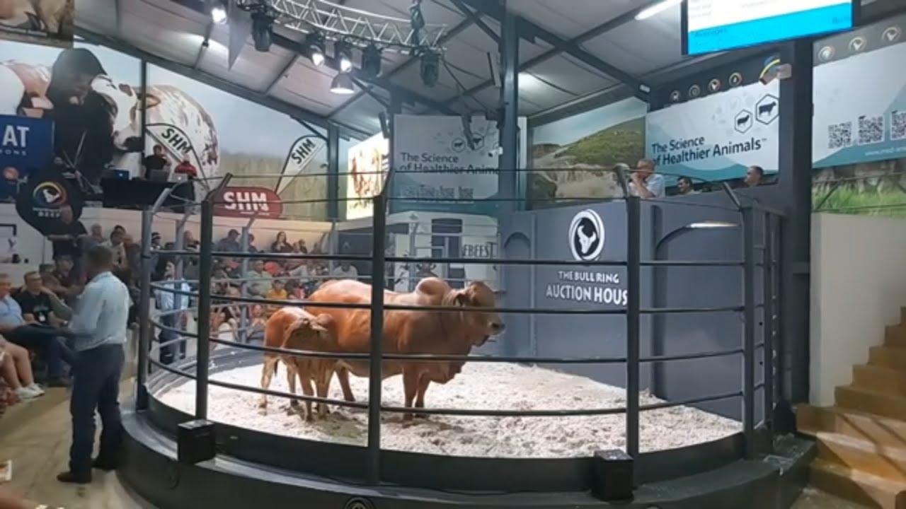 LIVE from The Bull Ring at the Hurwitz and Hotspot Collaboration Auction
