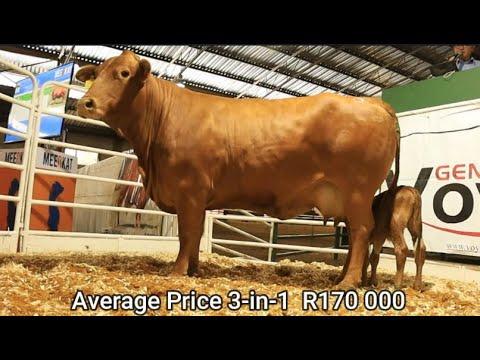 Vova Genetics shows why the Droughtmaster is a breed for the future in South Africa