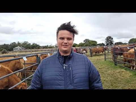 Devlan Limousins - Sale of the Champions 2022