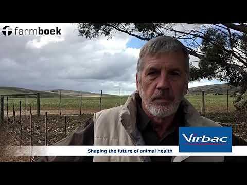 The importance of preparing your rams before mating season. - Virbac SA