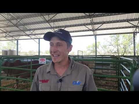 Zippo gee vir ons bietjie terugvoer oor die Stockman's Elite veiling.