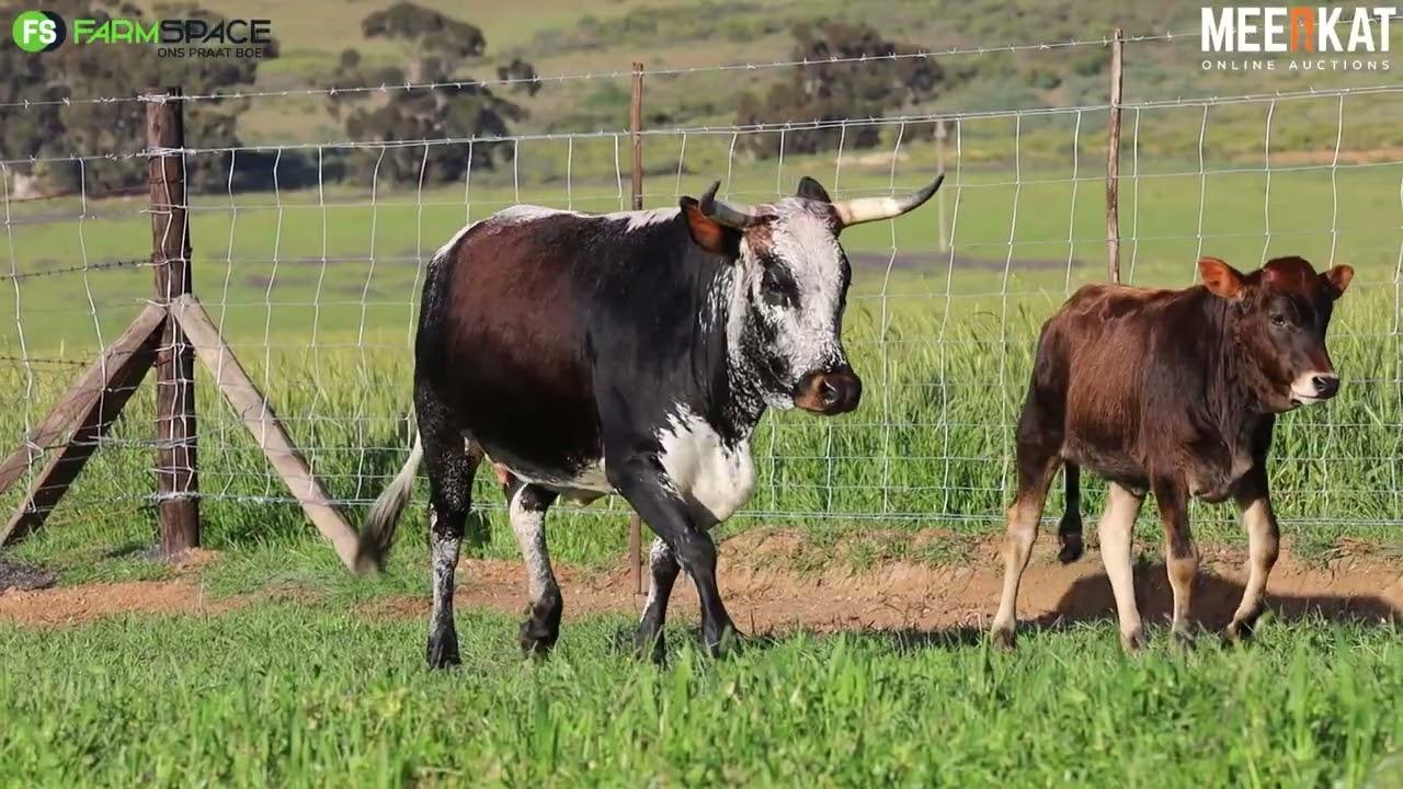 Lot 48 | EX 19-409 | Exteen Ngunis at the Nguni Regainer Auction on 12 October 2023