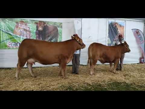 Groot Kampioen vroulik regstreeks vanaf die Limousin Nasionale Kampioenskap op Bloemskou 2022