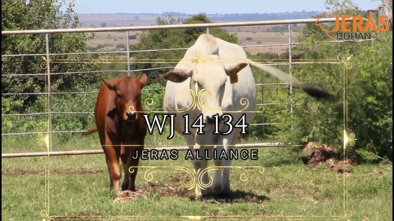 Jeras Alliance Boran Auction WJ 14 134