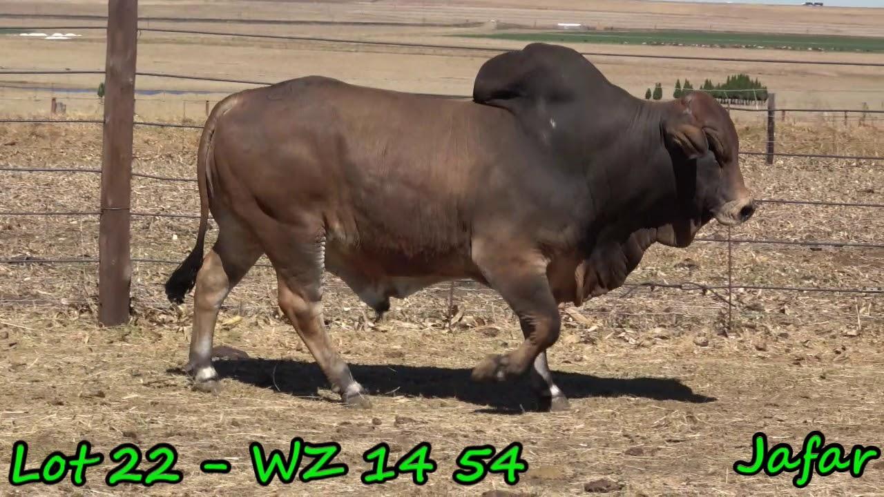 Bull & Breeding Stock Sale: Bulls Profile