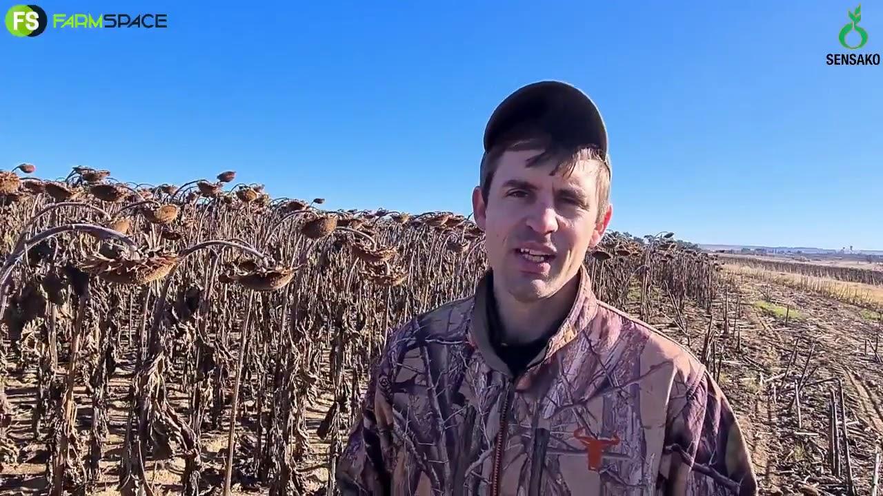 Pieter gets an oil premium on his sunflowers.