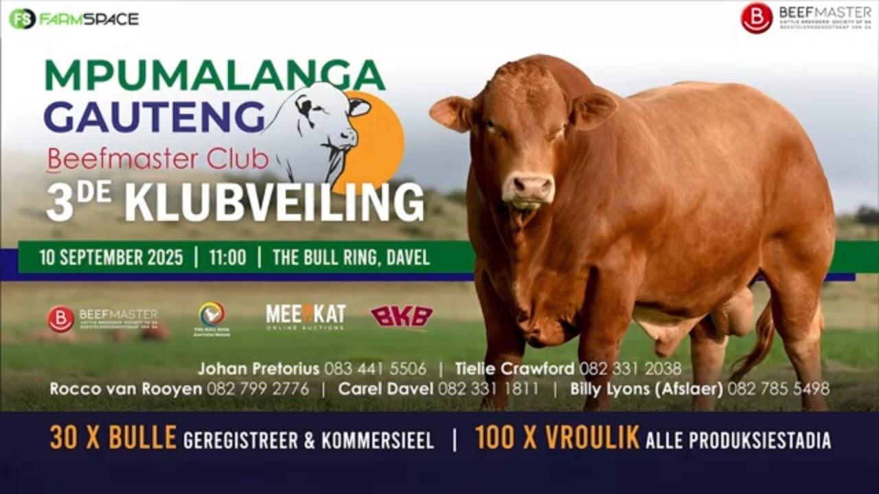Mpumalanga Gauteng Beefmaster Club Jaarlikse Veiling – 10 Sept by The Bull Ring, Davel.