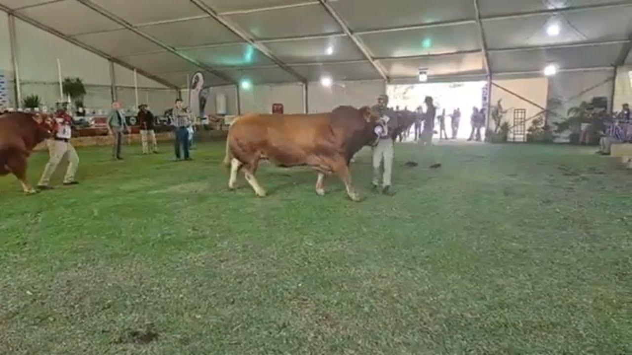 Limousin Cattle Breeders Southern Africa Senior Bull and Breed Champion live from Bloem Show 2024.