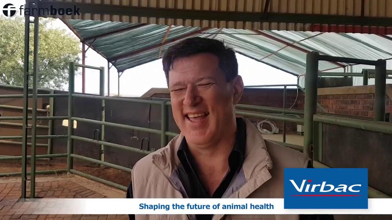 Preparing your cows for the mating season - Virbac SA
