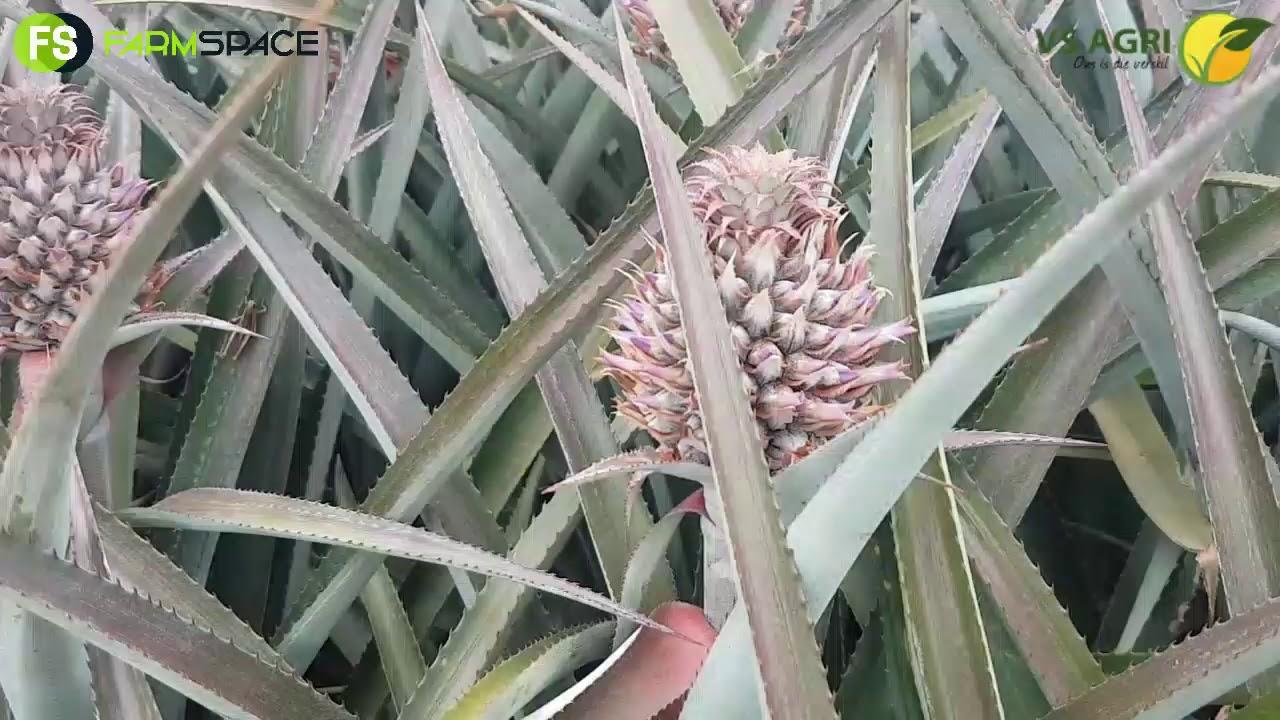 VS Agri - Henco van Badenhorst Boerdery oor Pynapples