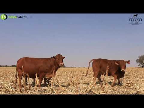 Hierdie Droughtmaster se speengewig van Hotspot is absoluut fantasies!