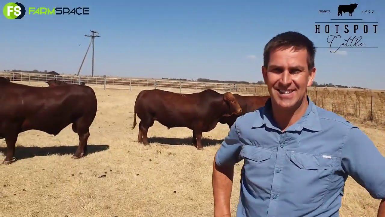 Hotspot Cattle Produksie Veiling 3 September. Ek gesels bietjie met Stompie (Nic)