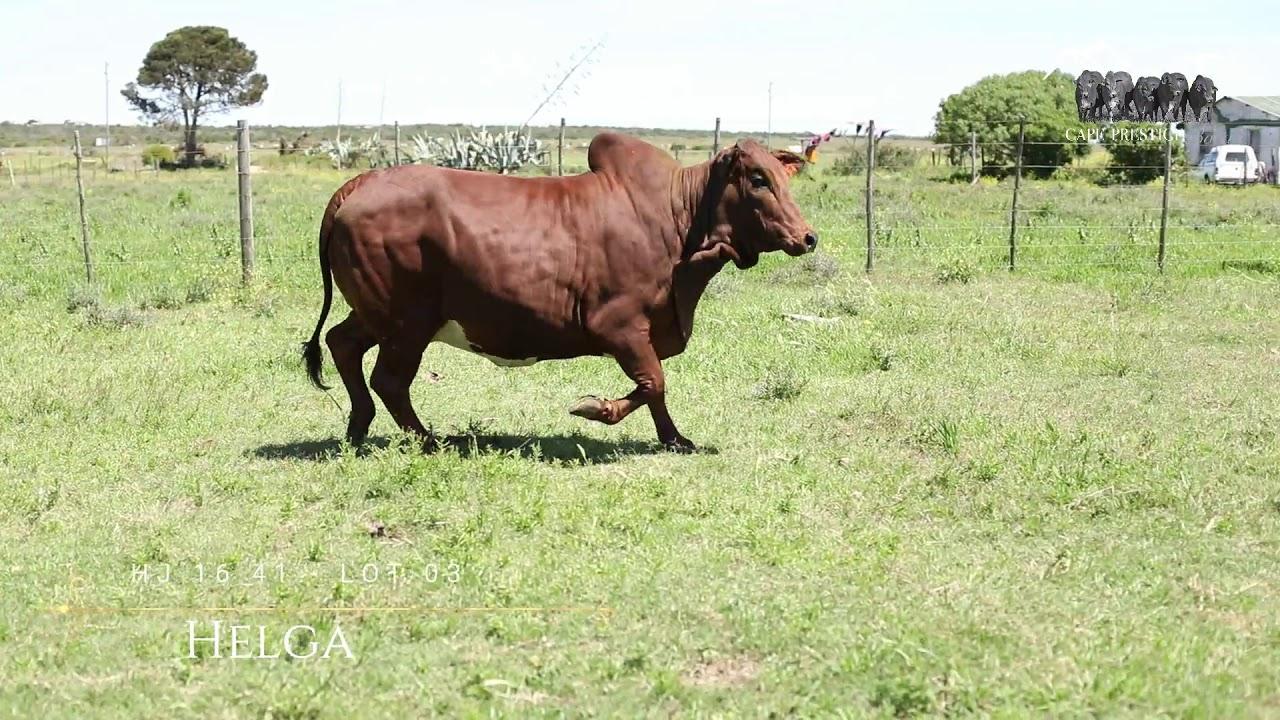 Cape Prestige National Auction Lot 3 - HJ 1641 - Helga