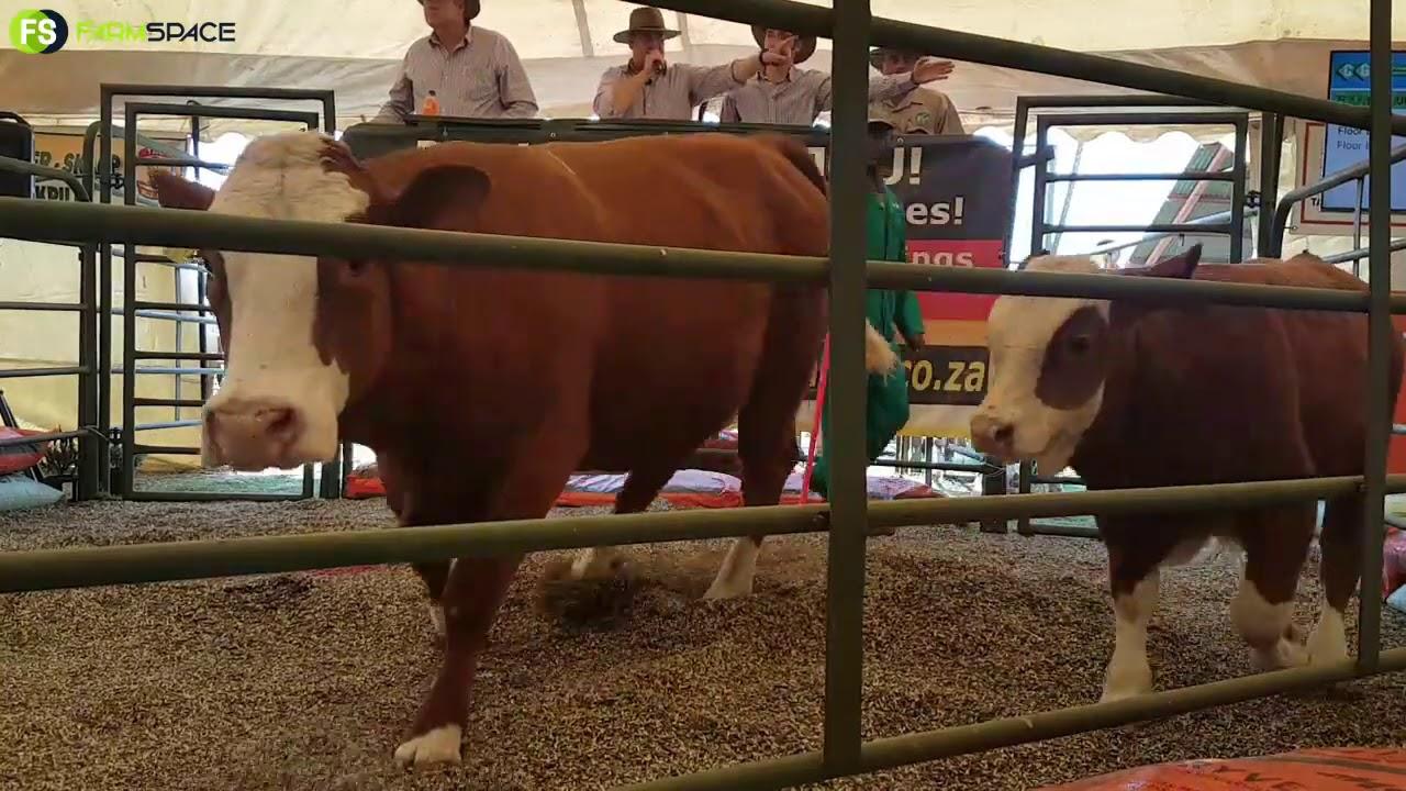 3 van die Bestes Simmentaler Veiling 2020