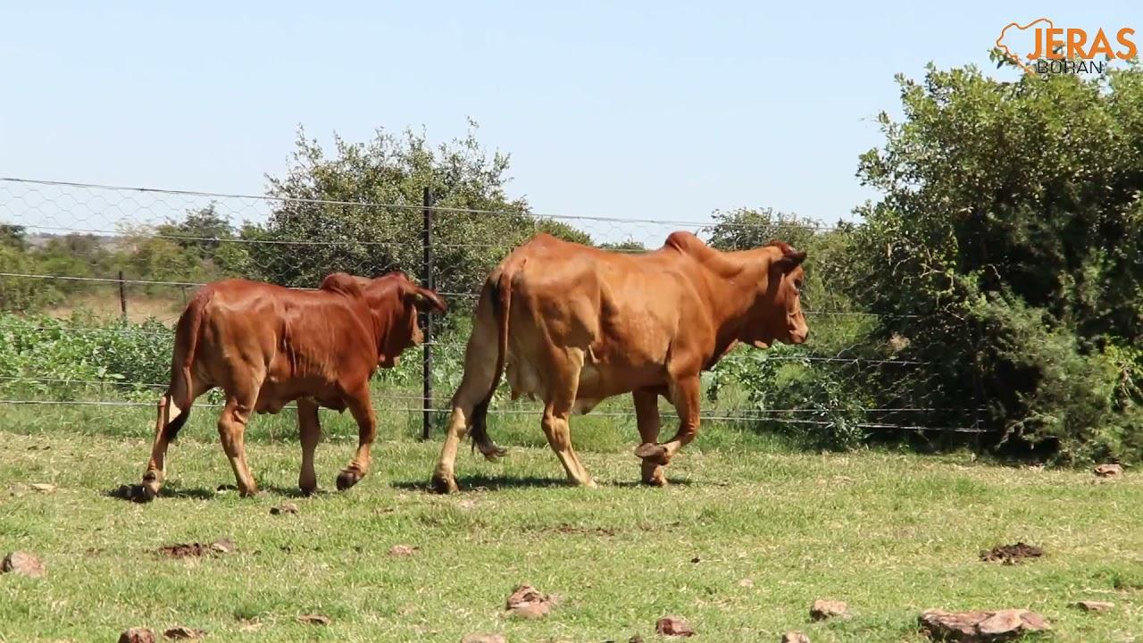 Jeras Alliance Boran Auction WJ 14 114