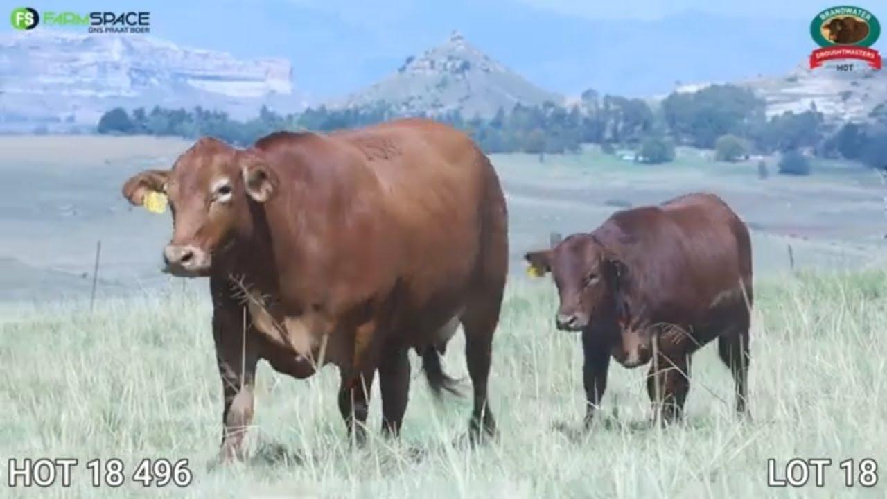 Brandwater Droughtmaster Auction presents tremendous quality & proven Droughtmaster females