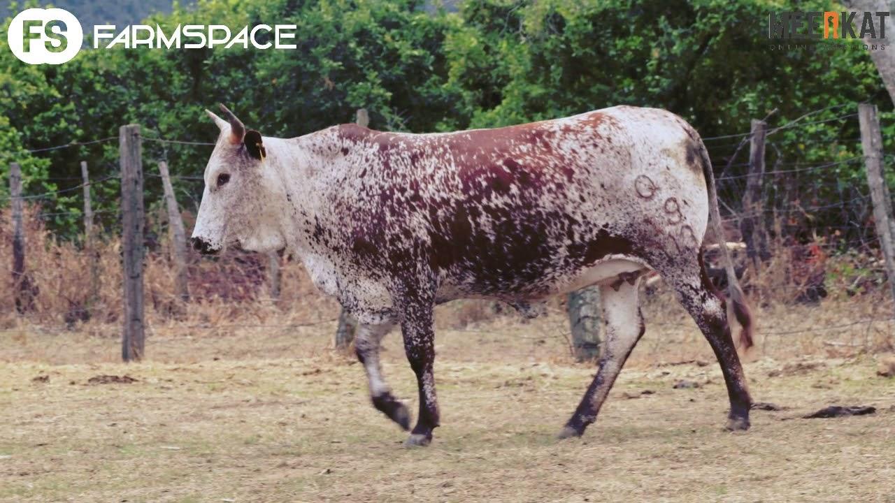 Nguni Regainer Auction - Q 19 113Lot 4