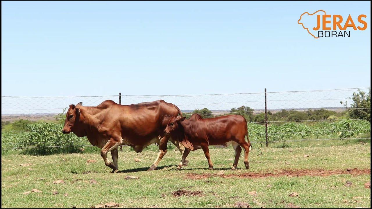 Jeras Alliance Boran Auction WJ 15 111