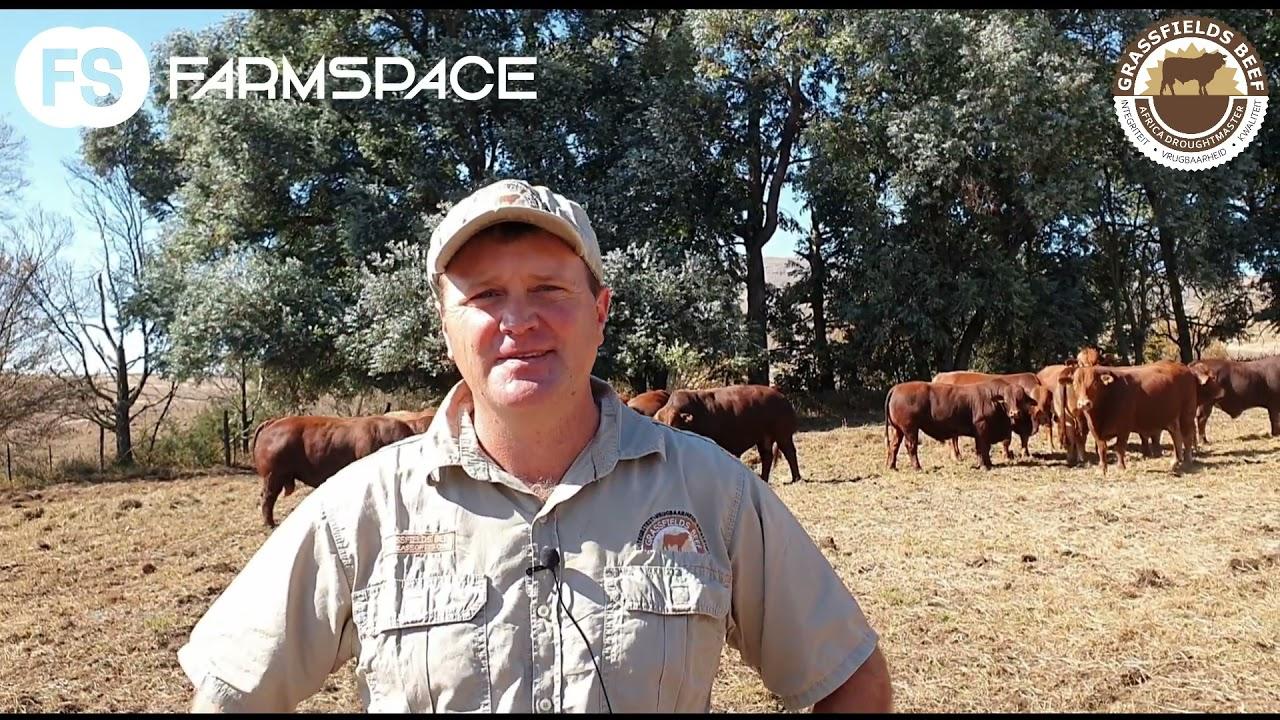 Tinus talks to Rustin Shawe about the Africa Droughtmasters and his upcoming sale. (Afrikaans)